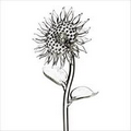 Waterford Crystal Fleurology Glass Sunflower Figurine